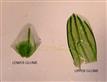  Glumes